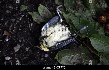 Tote Vögel im Zvecevo-Park in Pozega, Kroatien, am 26. Juni 2021. Bei dem gestrigen heftigen Sturm im Pozega-Slavonia County, der von einem starken Hagelsturm in der Größe einer Walnuss begleitet wurde, wurden viele Vögel getötet. Foto: Ivica Galovic/PIXSELL Stockfoto