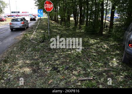 Tote Vögel im Zvecevo-Park in Pozega, Kroatien, am 26. Juni 2021. Bei dem gestrigen heftigen Sturm im Pozega-Slavonia County, der von einem starken Hagelsturm in der Größe einer Walnuss begleitet wurde, wurden viele Vögel getötet. Foto: Ivica Galovic/PIXSELL Stockfoto