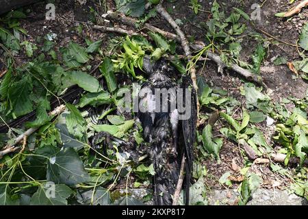 Tote Vögel im Zvecevo-Park in Pozega, Kroatien, am 26. Juni 2021. Bei dem gestrigen heftigen Sturm im Pozega-Slavonia County, der von einem starken Hagelsturm in der Größe einer Walnuss begleitet wurde, wurden viele Vögel getötet. Foto: Ivica Galovic/PIXSELL Stockfoto