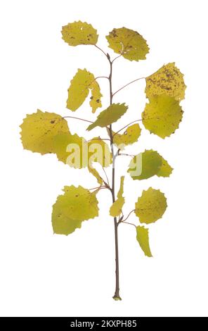 Europäischer Aspen, Zweig von Populus tremula mit gelben Herbstblättern isoliert auf weißem Hintergrund Stockfoto