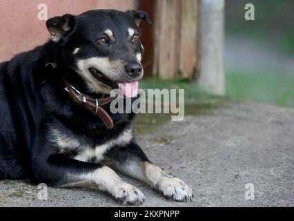 Campi, Mischhund wird in seinem Garten gesehen und wartet auf seinen besten Freund. Hund Campi und sein bester Freund Rehe lieben es, auf dem Hof der Familie Ban im Dorf Skalic Zagorski in der Nähe von Desinic zu spielen. Das Reh kommt jeden Tag zur gleichen Zeit auf den Hof des Familienhauses und ruft Campis Hund zum Spielen. Nach dem Spiel kehrt das Reh in den Wald zurück, und Campi wartet bis zum nächsten Tag. In Desinic, Kroatien, am 05. Juli 2021. Foto: Marko Prpic/PIXSELL Stockfoto