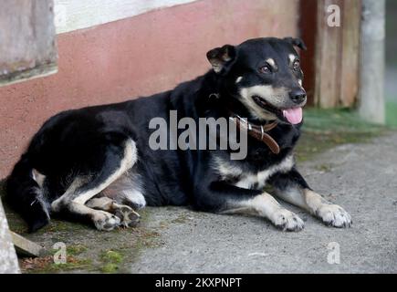 Campi, Mischhund wird in seinem Garten gesehen und wartet auf seinen besten Freund. Hund Campi und sein bester Freund Rehe lieben es, auf dem Hof der Familie Ban im Dorf Skalic Zagorski in der Nähe von Desinic zu spielen. Das Reh kommt jeden Tag zur gleichen Zeit auf den Hof des Familienhauses und ruft Campis Hund zum Spielen. Nach dem Spiel kehrt das Reh in den Wald zurück, und Campi wartet bis zum nächsten Tag. In Desinic, Kroatien, am 05. Juli 2021. Foto: Marko Prpic/PIXSELL Stockfoto