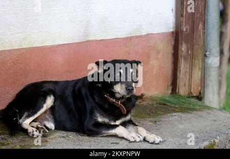 Campi, Mischhund wird in seinem Garten gesehen und wartet auf seinen besten Freund. Hund Campi und sein bester Freund Rehe lieben es, auf dem Hof der Familie Ban im Dorf Skalic Zagorski in der Nähe von Desinic zu spielen. Das Reh kommt jeden Tag zur gleichen Zeit auf den Hof des Familienhauses und ruft Campis Hund zum Spielen. Nach dem Spiel kehrt das Reh in den Wald zurück, und Campi wartet bis zum nächsten Tag. In Desinic, Kroatien, am 05. Juli 2021. Foto: Marko Prpic/PIXSELL Stockfoto