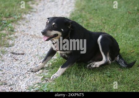 Campi, Mischhund wird in seinem Garten gesehen und wartet auf seinen besten Freund. Hund Campi und sein bester Freund Rehe lieben es, auf dem Hof der Familie Ban im Dorf Skalic Zagorski in der Nähe von Desinic zu spielen. Das Reh kommt jeden Tag zur gleichen Zeit auf den Hof des Familienhauses und ruft Campis Hund zum Spielen. Nach dem Spiel kehrt das Reh in den Wald zurück, und Campi wartet bis zum nächsten Tag. In Desinic, Kroatien, am 05. Juli 2021. Foto: Marko Prpic/PIXSELL Stockfoto