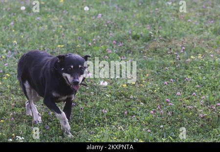 Campi, Mischhund wird in seinem Garten gesehen und wartet auf seinen besten Freund. Hund Campi und sein bester Freund Rehe lieben es, auf dem Hof der Familie Ban im Dorf Skalic Zagorski in der Nähe von Desinic zu spielen. Das Reh kommt jeden Tag zur gleichen Zeit auf den Hof des Familienhauses und ruft Campis Hund zum Spielen. Nach dem Spiel kehrt das Reh in den Wald zurück, und Campi wartet bis zum nächsten Tag. In Desinic, Kroatien, am 05. Juli 2021. Foto: Marko Prpic/PIXSELL Stockfoto