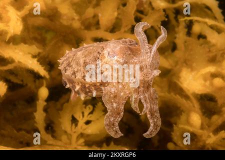 Der stumpfe Tintenfisch, Sepia bandensis, ist auf Korallenriffen üblich und ist nur zwei Zentimeter lang auf den Philippinen. Stockfoto