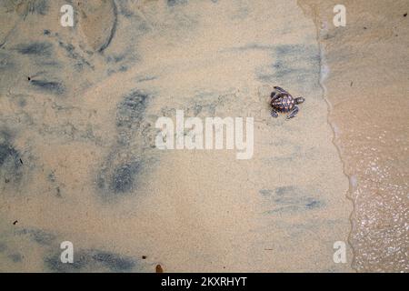 Eine frisch geschlüpfte Baby Green Sea Turtle, Chelonia mydas, eine bedrohte Art, macht es den Weg über den Strand auf das Meer vor der Insel Yap, Micr Stockfoto