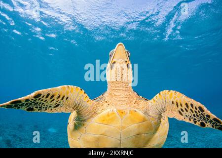 Ein Blick auf den Kopf einer kritisch bedrohte Karettschildkröte, Eretmochelys imbricata, Philippinen, im Pazifischen Ozean. Stockfoto