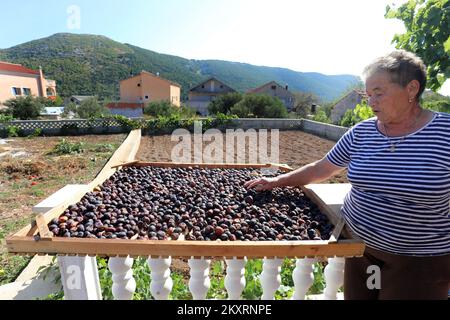 Feigen sind auf dem Bild in Grabastica am 9l. September 2021 zu sehen. Trockene Feigen traditionelle Art der Feigen-Trocknung in der Familie Cvita und Ivan Bacelic aus Grebastica. Die geernteten Feigen werden auf Holzrahmen, Granziola, gelagert und in der Sonne getrocknet, wobei die Feigen zum gleichmäßigen Trocknen umkippen müssen. Foto: Dusko Jaramaz/PIXSELL Stockfoto