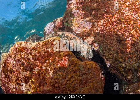 Dieser Meerechsen, Amblyrhynchus cristatus, liegt in einer Spalte, um Algen, Santa Fe Inseln, Galapagos Inseln, Äquador zu ernähren. Stockfoto