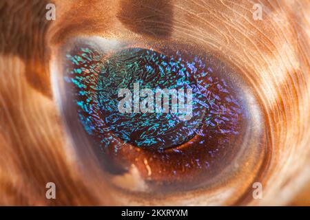 Ein genauer Blick auf das Auge eines Schwarzen Stachelfisches, Diodon liturosus, Indonesien. Stockfoto