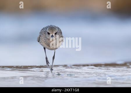 Der graue oder schwarzbäugige Taucher (Pluvialis squatarola). Küstenvögel, Wader, Italien. Stockfoto