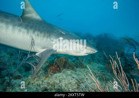 Niedriger Winkel unter Wasser, Blick auf einen Tigerhai, der über dem Riff am Tiger Beach schwimmt, Bahamas, Atlantik. Stockfoto