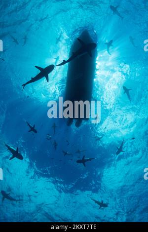 Silhouetten von Schwarzspitzen-Riffhaien, Carcharhinus melanopterus, und grauen Riffhaien, Carcharhinus amblyrhynchos, die unter der Oberfläche um A herum fahren Stockfoto