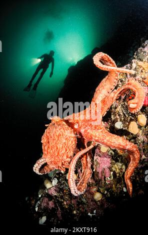 Ein riesiger pazifischer Tintenfisch, Enteroctopus dolfleini, und ein Taucher (MR) an einer Wand in British Columbia, Kanada. Stockfoto