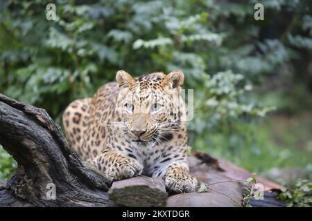 Der chinesische Leopard (Panthera pardus japonensis) wird am 10. Oktober 2021 im ZAGREB ZOO in Zagreb, Kroatien, gesehen. Die Veranstaltung wird organisiert, um das Bewusstsein für bedrohte Tierarten in der Welt zu schärfen. Foto: Sandra Simunovic/PIXSELL Stockfoto