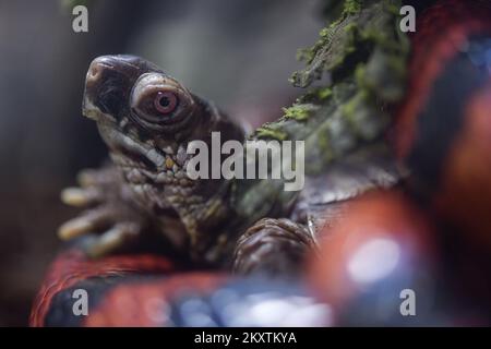 Am 20. Oktober 2021 sehen Sie im Zoo von Zagreb, Zagreb, Kroatien, die Common Box Schildkröte (Terrapene carolina) und die Maisschlange (Pantherophis guttatus). Foto: Sandra Simunovic/PIXSELL Stockfoto