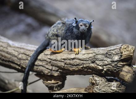 Der goldene Tamarin (Saguinus midas) wird am 20. Oktober 2021 im Zagreb Zoo, Zagreb, Kroatien, gesehen. Foto: Sandra Simunovic/PIXSELL Stockfoto