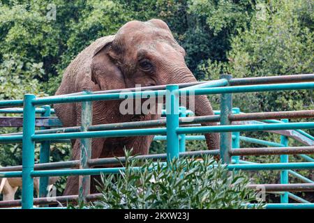 Lanka der Elefant, der 1972 als Geschenk des indischen Premierministers Indira Gandhi nach Brijuni kam. Dieser Elefant ist das Lieblingstier im Safari Park in Brijuni, Kroatien auf 09. November 2021. Foto: Srecko Niketic/PIXSELL Stockfoto