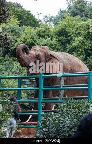 Lanka der Elefant, der 1972 als Geschenk des indischen Premierministers Indira Gandhi nach Brijuni kam. Dieser Elefant ist das Lieblingstier im Safari Park in Brijuni, Kroatien auf 09. November 2021. Foto: Srecko Niketic/PIXSELL Stockfoto