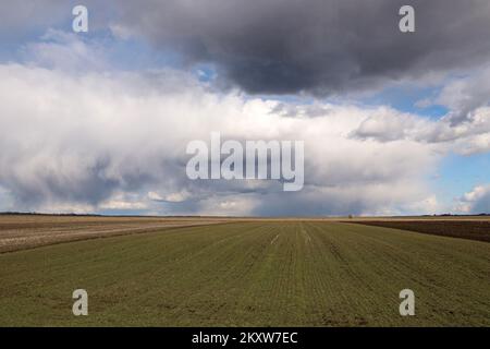 Landwirtschaftliche Weizenfelder unter den Wolken. Die Farm. Tscherkassy, Ukraine Stockfoto