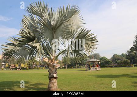Haryana India: Wunderschöne Palmen im Park Stockfoto