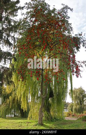 Rowan-Baum mit leuchtend roten reifen Beeren. Bergasche. Sorbus. Stockfoto