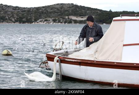 Ein Fischer füttert am 5. Dezember 2021 einen Schwan von seinem Boot in Sibenik, Kroatien. Ein Schwan verlor seine Freundin vor 6 Jahren und fand einen Freund im Fischer, der ihm keinen Namen geben will, weil der Schwan kommt, um sein Essen abzuholen und sich zu unterhalten, sobald er das Boot hört. Foto: Dusko Jaramaz/PIXSELL Stockfoto