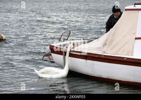 Ein Fischer füttert am 5. Dezember 2021 einen Schwan von seinem Boot in Sibenik, Kroatien. Ein Schwan verlor seine Freundin vor 6 Jahren und fand einen Freund im Fischer, der ihm keinen Namen geben will, weil der Schwan kommt, um sein Essen abzuholen und sich zu unterhalten, sobald er das Boot hört. Foto: Dusko Jaramaz/PIXSELL Stockfoto