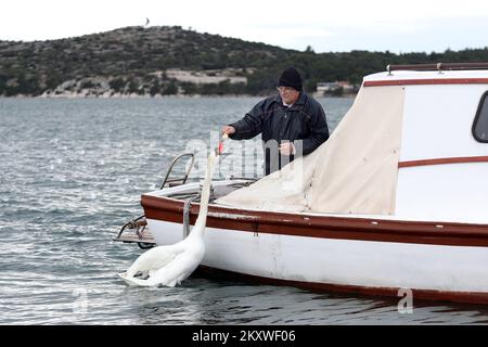 Ein Fischer füttert am 5. Dezember 2021 einen Schwan von seinem Boot in Sibenik, Kroatien. Ein Schwan verlor seine Freundin vor 6 Jahren und fand einen Freund im Fischer, der ihm keinen Namen geben will, weil der Schwan kommt, um sein Essen abzuholen und sich zu unterhalten, sobald er das Boot hört. Foto: Dusko Jaramaz/PIXSELL Stockfoto