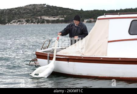 Ein Fischer füttert am 5. Dezember 2021 einen Schwan von seinem Boot in Sibenik, Kroatien. Ein Schwan verlor seine Freundin vor 6 Jahren und fand einen Freund im Fischer, der ihm keinen Namen geben will, weil der Schwan kommt, um sein Essen abzuholen und sich zu unterhalten, sobald er das Boot hört. Foto: Dusko Jaramaz/PIXSELL Stockfoto