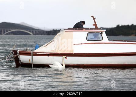 Ein Fischer füttert am 5. Dezember 2021 einen Schwan von seinem Boot in Sibenik, Kroatien. Ein Schwan verlor seine Freundin vor 6 Jahren und fand einen Freund im Fischer, der ihm keinen Namen geben will, weil der Schwan kommt, um sein Essen abzuholen und sich zu unterhalten, sobald er das Boot hört. Foto: Dusko Jaramaz/PIXSELL Stockfoto