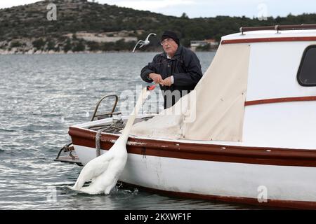 Ein Fischer füttert am 5. Dezember 2021 einen Schwan von seinem Boot in Sibenik, Kroatien. Ein Schwan verlor seine Freundin vor 6 Jahren und fand einen Freund im Fischer, der ihm keinen Namen geben will, weil der Schwan kommt, um sein Essen abzuholen und sich zu unterhalten, sobald er das Boot hört. Foto: Dusko Jaramaz/PIXSELL Stockfoto