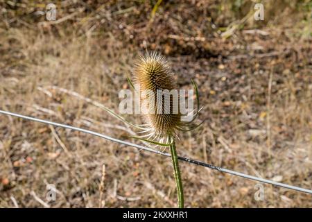 Distel-Kopf Stockfoto