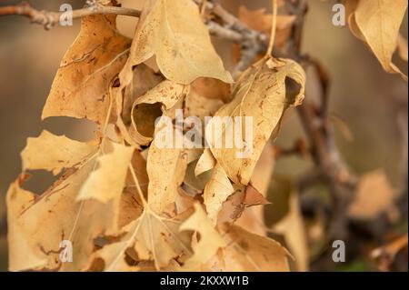 Orangefarbene Blätter eines Baumes zu Beginn des Herbstes, die Anzeichen von Trockenheit aufweisen und kurz davor stehen, von den Ästen zu fallen Stockfoto