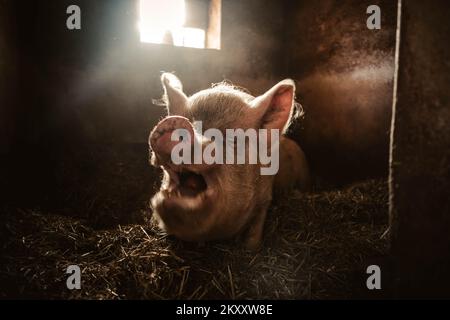 Ein riesiges, 300 kg schweres Schwein auf Heu und Stroh frisst einen Apfel. Glückliches Leben im Farm Animal Sanctuary mit veganen Besitzern. Stockfoto