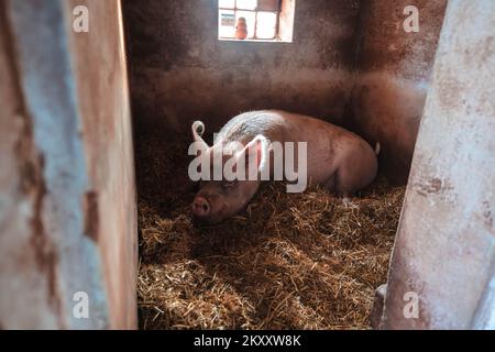 Ein riesiges, 300 kg schweres Schwein auf Heu und Stroh frisst einen Apfel. Glückliches Leben im Farm Animal Sanctuary mit veganen Besitzern. Stockfoto