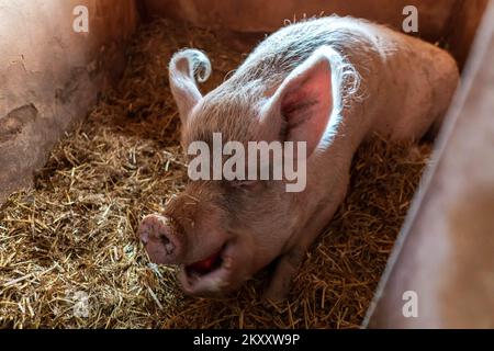 Ein riesiges, 300 kg schweres Schwein auf Heu und Stroh frisst einen Apfel. Glückliches Leben im Farm Animal Sanctuary mit veganen Besitzern. Stockfoto