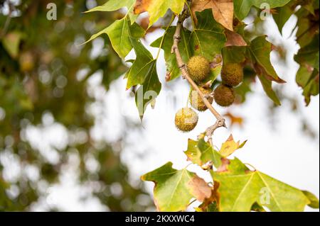 Kugelförmige Früchte, die vom Zweig einer Banane hängen, Platanus, ein Baum, umgeben von grünen und braunen Blättern Stockfoto