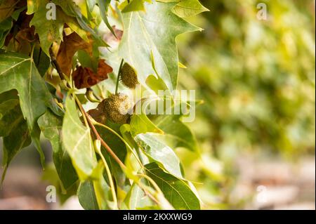 Kugelförmige Früchte, die vom Zweig einer Banane hängen, Platanus, ein Baum, umgeben von grünen und braunen Blättern Stockfoto