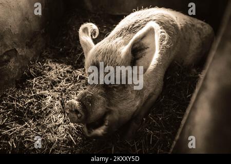 Ein riesiges, 300 kg schweres Schwein auf Heu und Stroh frisst einen Apfel. Glückliches Leben im Farm Animal Sanctuary mit veganen Besitzern. Schwarzweißbild. Stockfoto