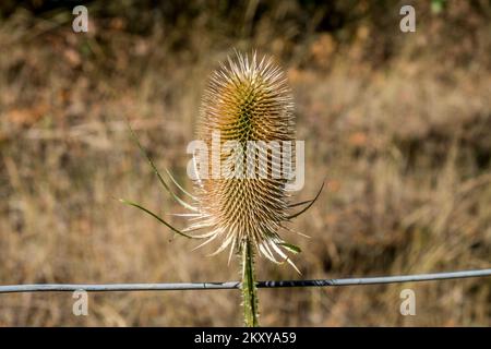 Distel-Kopf Stockfoto