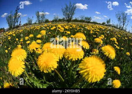 Löwenzahn (Taraxacum officinale) werden an einem sonnigen Tag am 26. April 2022 in Rovisce, Kroatien, gesehen. Foto: Damir Spehar/PIXSELL Stockfoto