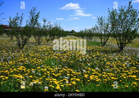 Löwenzahn (Taraxacum officinale) werden an einem sonnigen Tag am 26. April 2022 in Rovisce, Kroatien, gesehen. Foto: Damir Spehar/PIXSELL Stockfoto