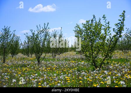 Löwenzahn (Taraxacum officinale) werden an einem sonnigen Tag am 26. April 2022 in Rovisce, Kroatien, gesehen. Foto: Damir Spehar/PIXSELL Stockfoto