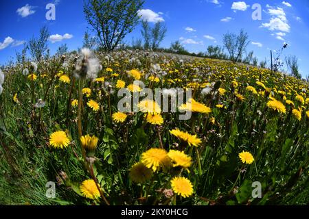 Löwenzahn (Taraxacum officinale) werden an einem sonnigen Tag am 26. April 2022 in Rovisce, Kroatien, gesehen. Foto: Damir Spehar/PIXSELL Stockfoto