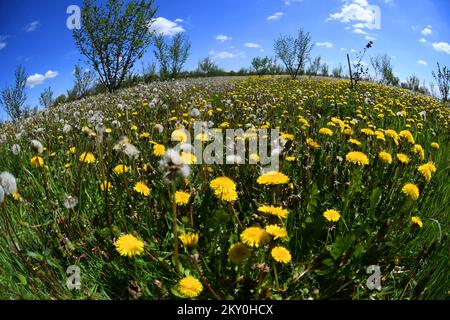 Löwenzahn (Taraxacum officinale) werden an einem sonnigen Tag am 26. April 2022 in Rovisce, Kroatien, gesehen. Foto: Damir Spehar/PIXSELL Stockfoto