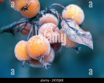 Nahaufnahme von Frostkrabbenäpfeln auf einem Ast Stockfoto