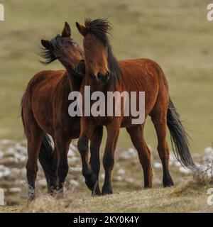 Am 28. April 2022 werden Wildpferde am Cincar Mountain in Livno, Bosnien und Herzegowina, gesehen. Foto: Armin Durgut/PIXSELL Stockfoto