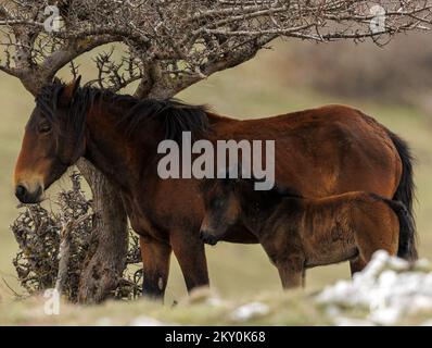 Am 28. April 2022 werden Wildpferde am Cincar Mountain in Livno, Bosnien und Herzegowina, gesehen. Foto: Armin Durgut/PIXSELL Stockfoto